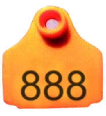 Text